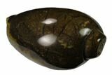 Polished, Chalcedony Replaced Gastropod Fossil - India #133537-1